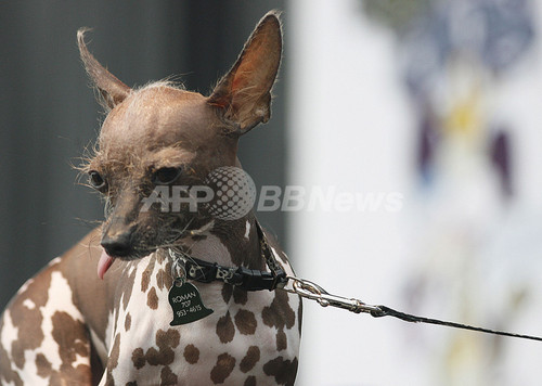 世界で最も醜い犬コンテスト 米カリフォルニアで開催 写真29枚 ファッション ニュースならmode Press Powered By Afpbb News