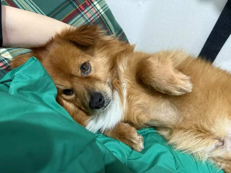 保護犬トリ(c)news1