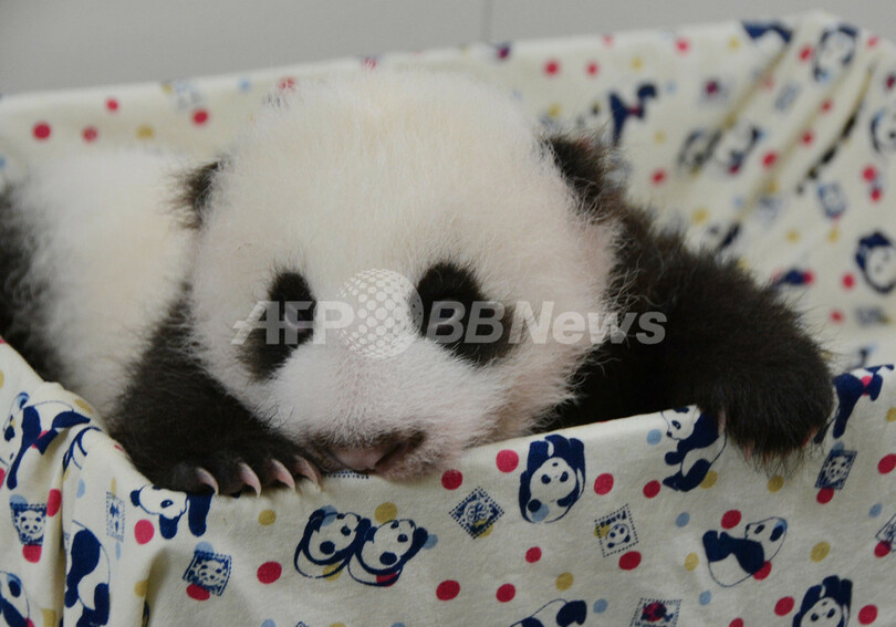 意外に鋭い？目を見開く赤ちゃんパンダの写真公開 台湾の動物園