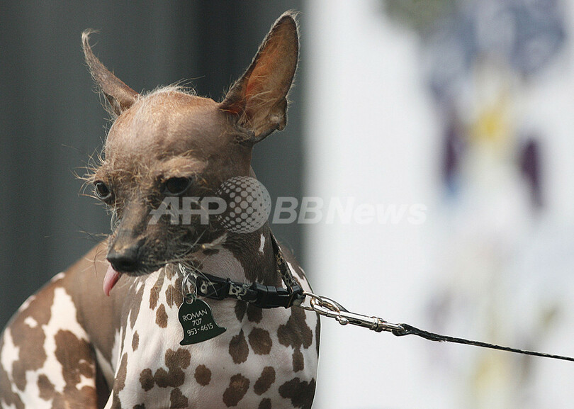 「世界で最も醜い犬コンテスト」、米カリフォルニアで開催