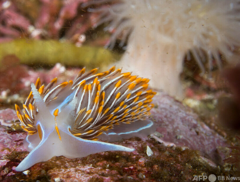 軟体動物オブ・ザ・イヤー、「アワビモドキ」に栄冠