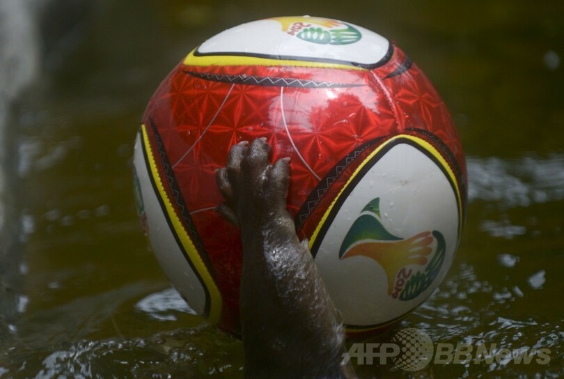 動物たちもW杯をエンジョイ！コロンビア
