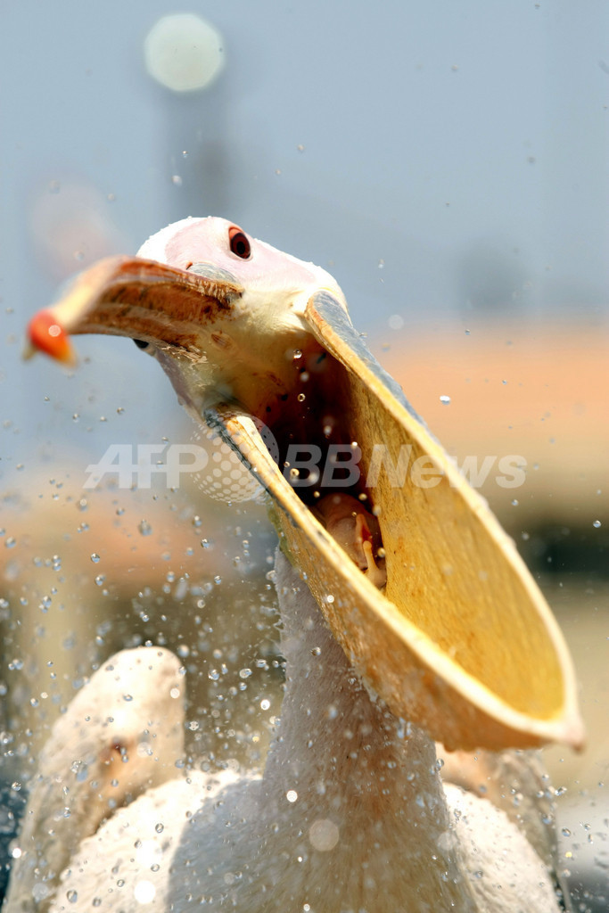港町で漁師と暮らすペリカン、レバノン