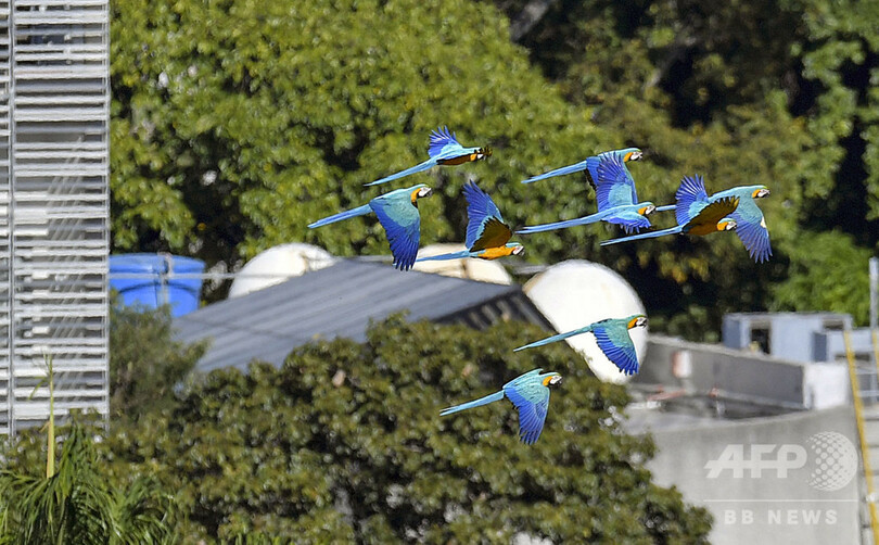 カラカスの空を舞うコンゴウインコ