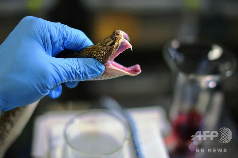 救命の大役を担う、ブラジルの毒ヘビ研究所