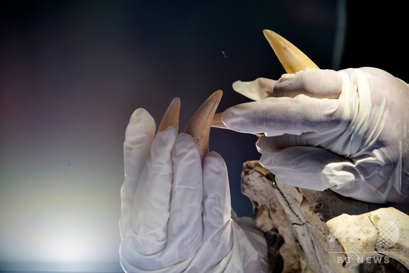 絶滅危惧種スマトラトラの毛皮売ろうとした男逮捕 インドネシア