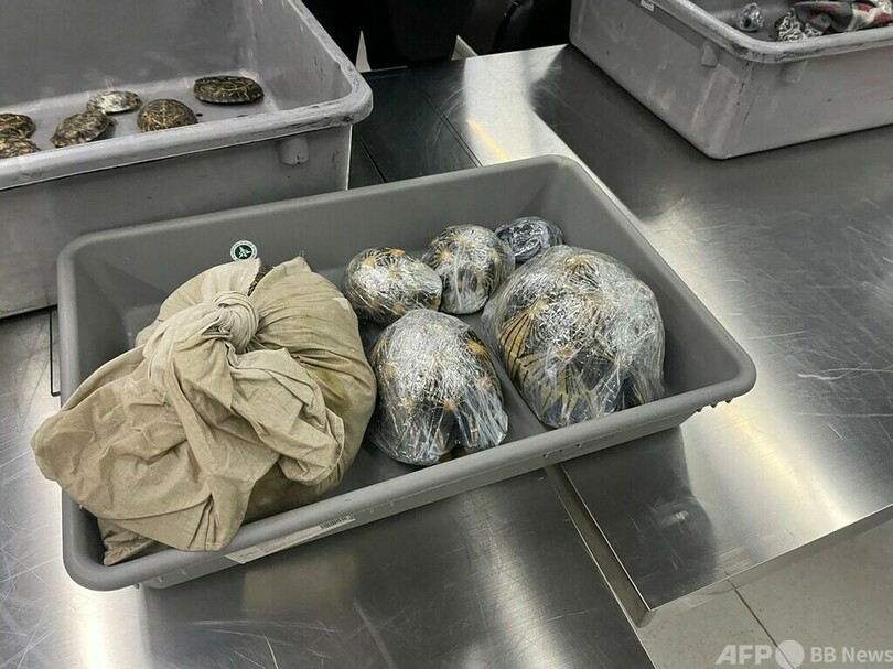 外国人によるカメ密輸、相次ぎ摘発 タイ