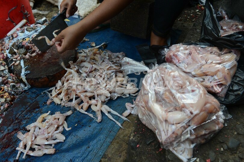 カエルの旅、沼地からフランスの食卓へ インドネシア