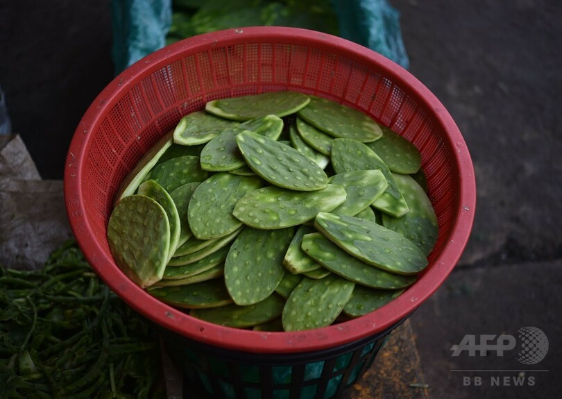 サボテンは未来のエネルギー源となるか メキシコ