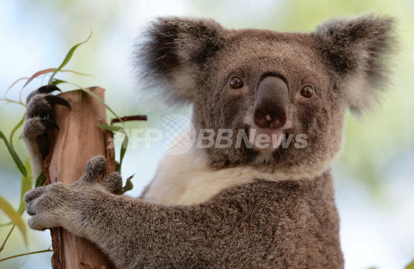 動物園のコアラ、木の枝に座ってご機嫌 シドニー