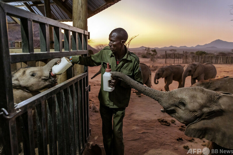 過去40年で最悪の干ばつ、救助された子ゾウたち ケニア