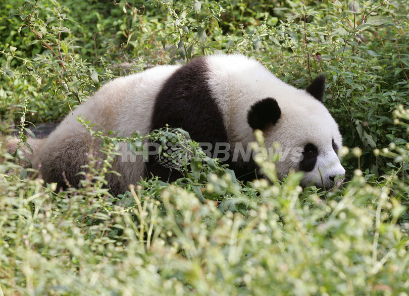 愛嬌たっぷり、四川・雅安のパンダたち