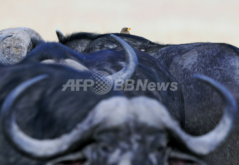 マサイマラ国立保護区、マサイ人も納得の「ビジネスによる」自然保護