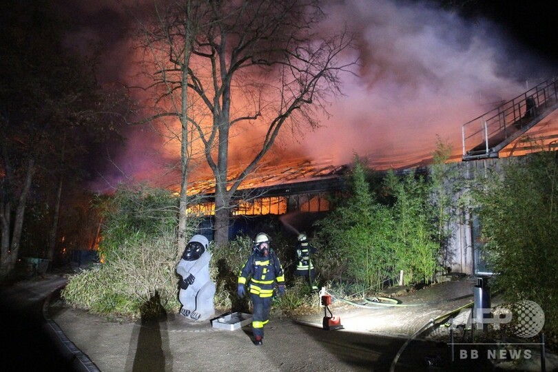 独動物園で火災、サル30匹死ぬ 大みそかの天灯が原因か