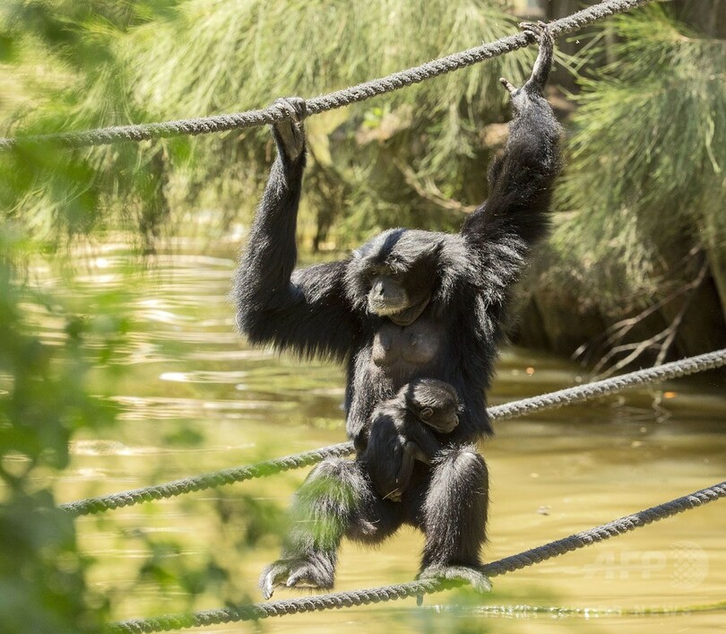 フクロテナガザルの赤ちゃん誕生、飼育員は気付かず イスラエル