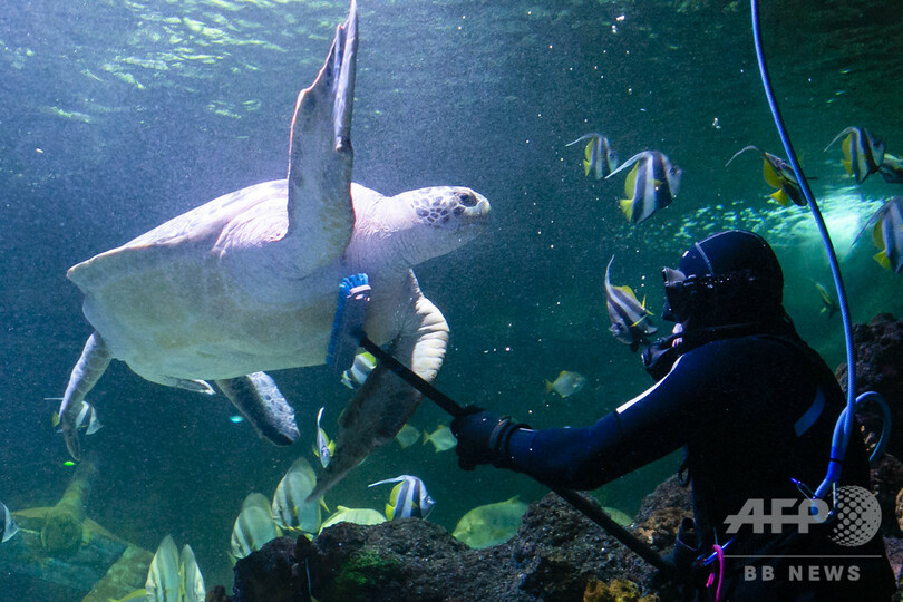 「く～、気持ちいい！」 水族館で大掃除、独