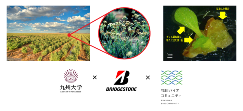 天然ゴム資源であるグアユールのゴム生産性向上に寄与する基盤技術を開発