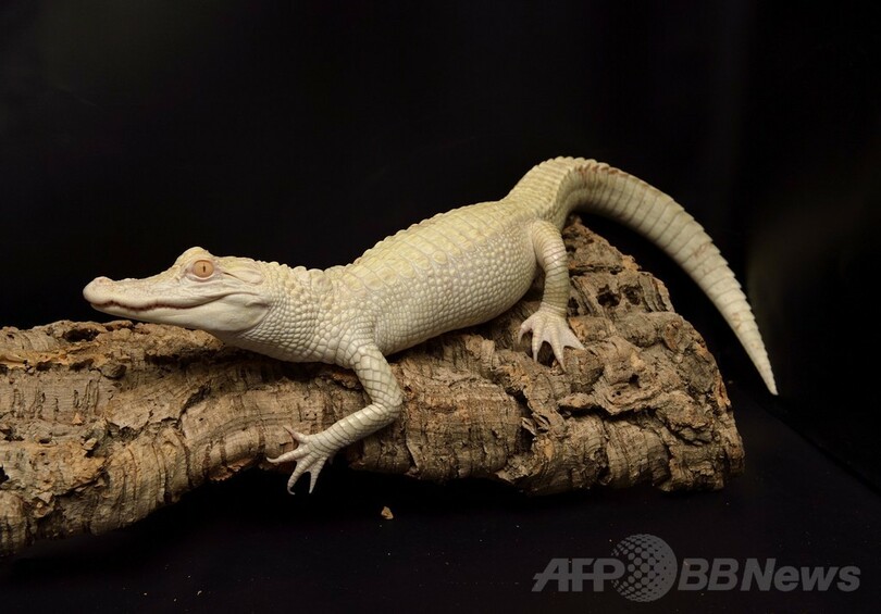 真っ白な子ワニ2匹お披露目、パリ水族館