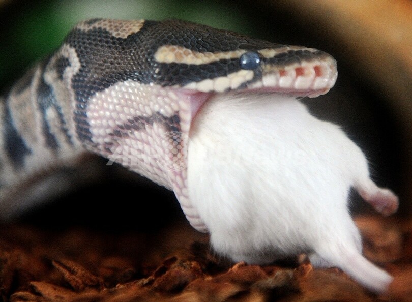 ヘビは水中ではなく陸上で進化、米論文