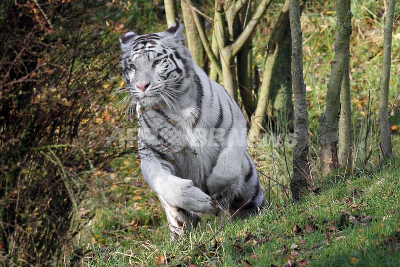 いつも仲良し、ホワイトタイガーの双子の赤ちゃん フランス