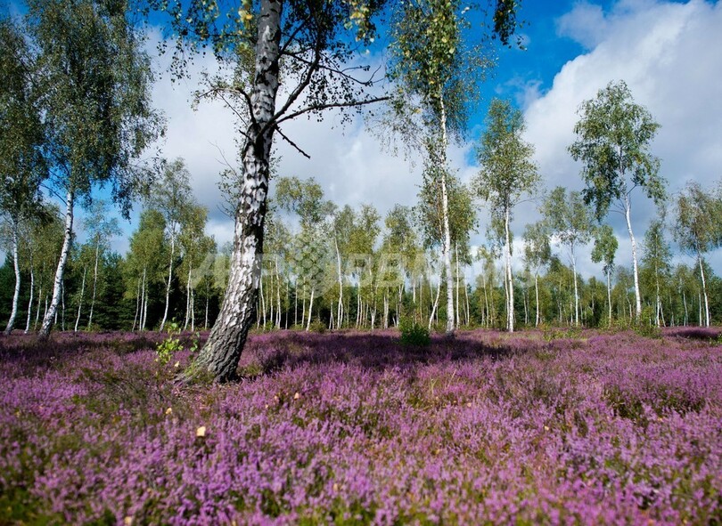 かつての軍演習場に咲き誇るヒースの花、ドイツ