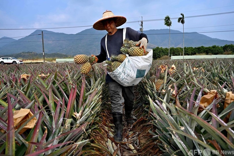 台湾の「フリーダム・パイナップル」運動、対中依存の高さ露呈