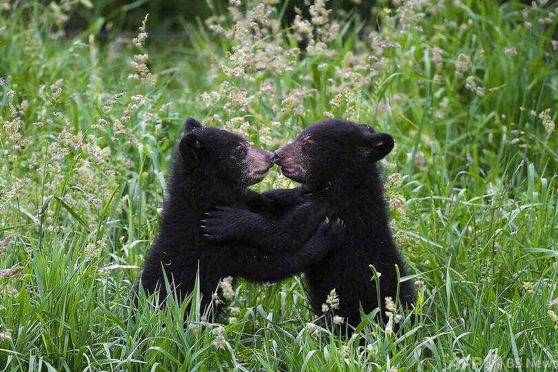 【今日の1枚】仲良しこよし双子クマ フランス