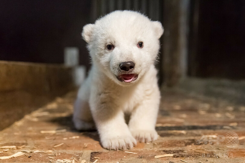 ベルリンにホッキョクグマの赤ちゃん クヌートフィーバー 再び 写真3枚 国際ニュース Afpbb News ベルリンにホッキョクグマの赤ちゃん クヌートフィーバー 再び 写真3枚 国際ニュース Afpbb News