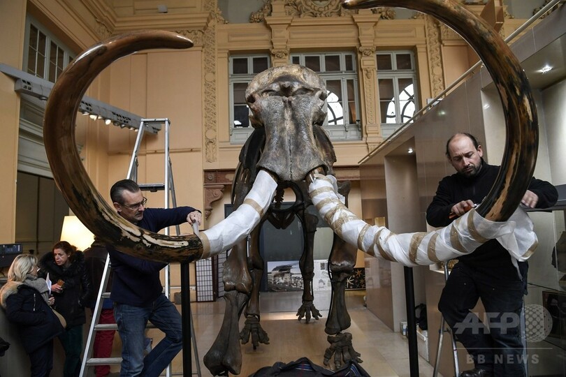 マンモスの巨大骨格標本、7300万円で落札 仏