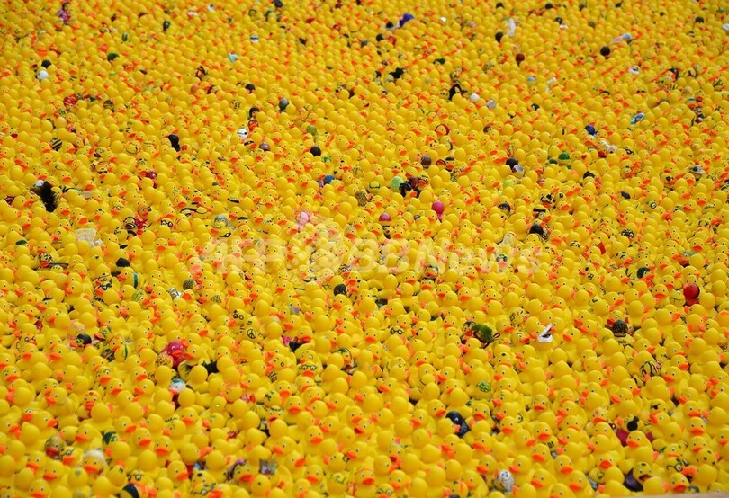 湖面を埋め尽くす無数の黄色いアヒル、ドイツ