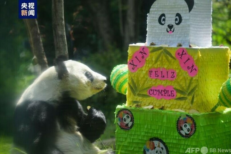 パンダの「シンシン」 メキシコで33歳の誕生日を迎える