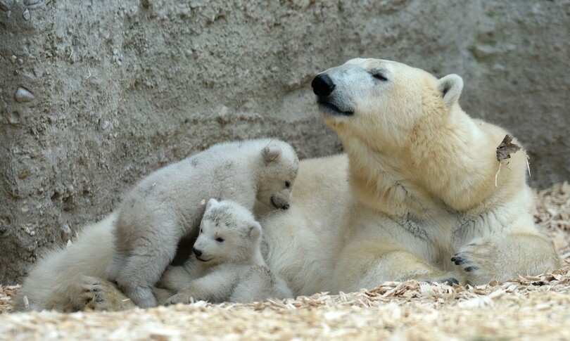 ホッキョクグマの双子、初めて「お外」を散歩 独動物園