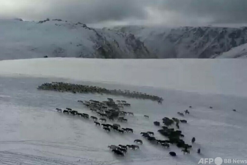 100万頭の家畜が雪原や山を越えて大移動 新疆・バインゴリン自治州