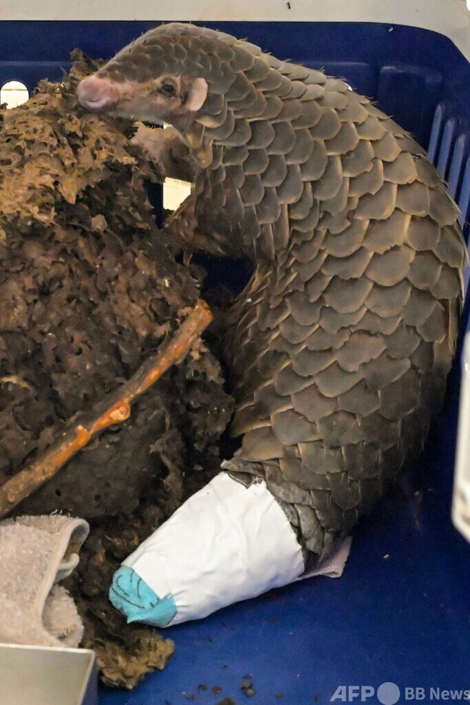 早く元気になってね 尻尾けがしたセンザンコウ 台湾