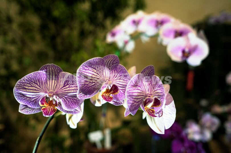 開花のピーク迎えたラン、エルサルバドルで展示会