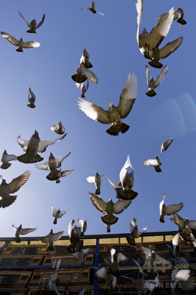 英国の鳩レース、2万羽が空へ