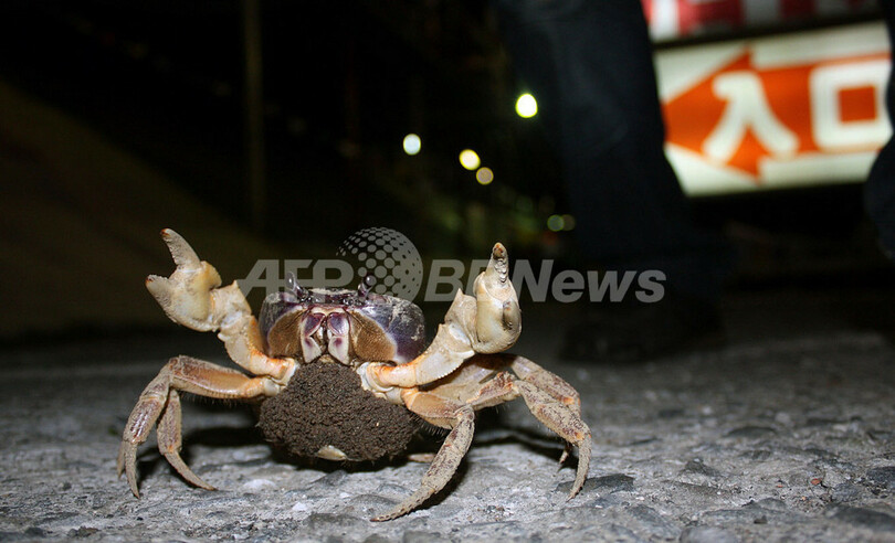 産卵期のカニを守ろう、ドライバーに呼びかけ 台湾・墾丁国家公園