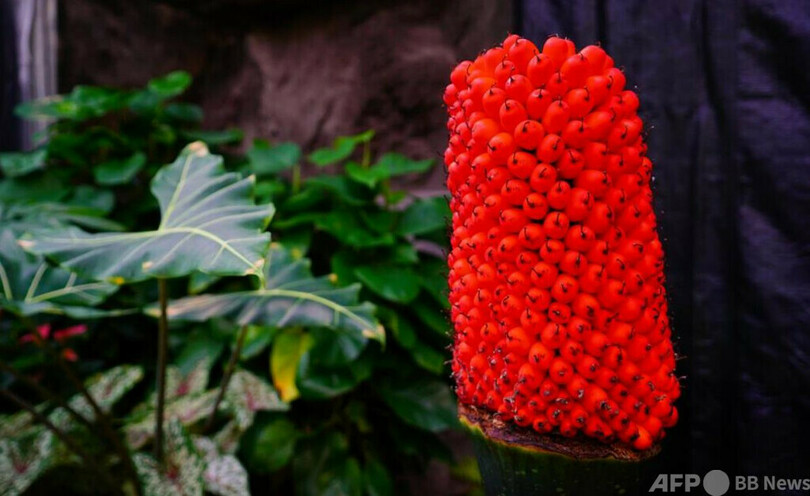 中国初！ 国家植物園のショクダイオオコンニャクが結実