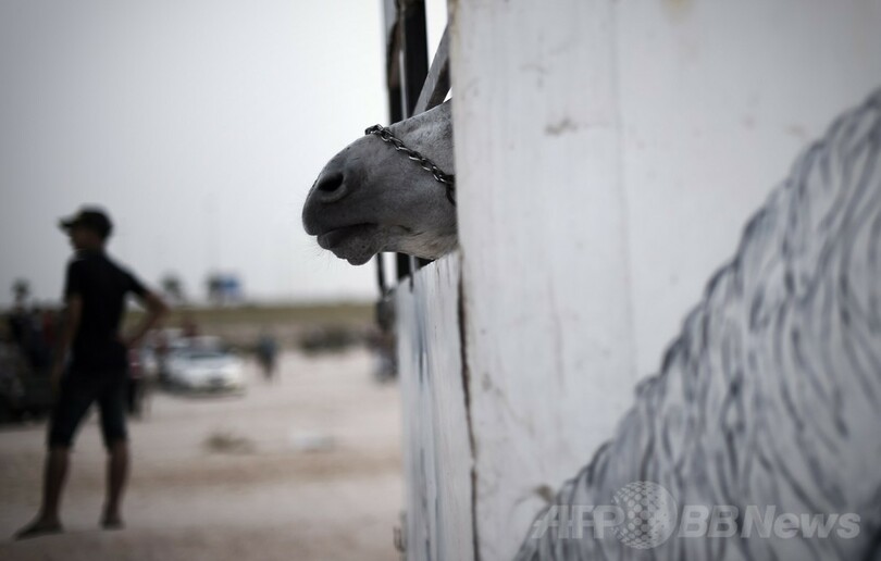 子どもたちの晴れ舞台、バーレーンの村でロバのレース