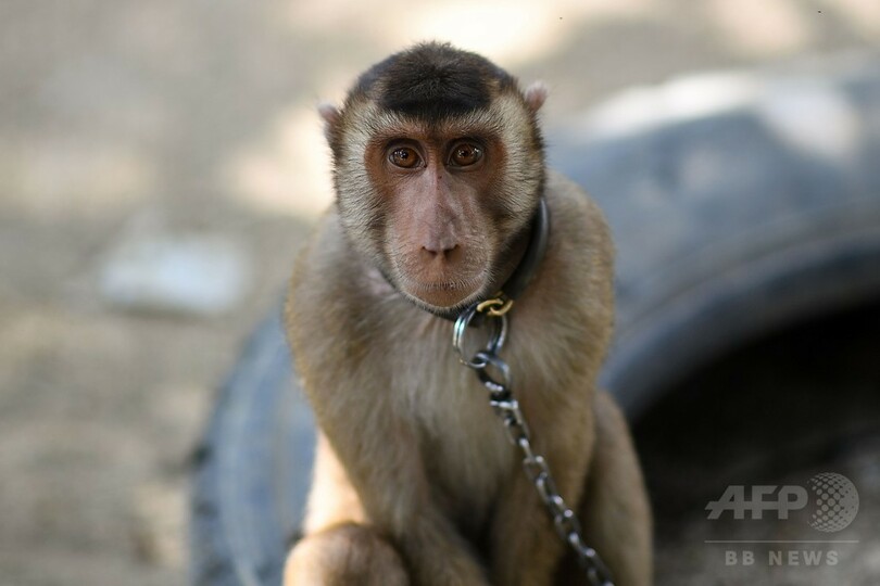 ココナツ収穫はサルにお任せ、マレーシアの訓練学校