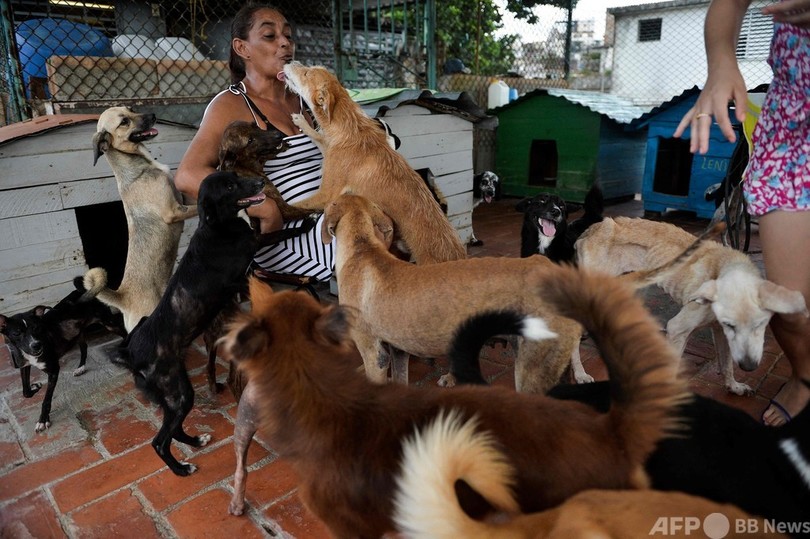 キューバ、初の動物福祉法公布 闘鶏やいけにえは対象外