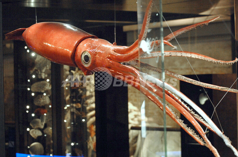パリの博物館に巨大イカ出現