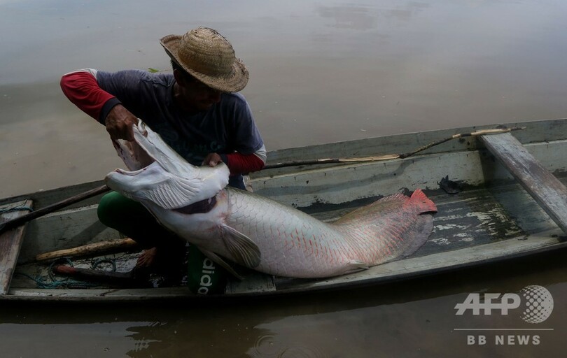 体長3メートル アマゾンの巨大魚ピラルク、絶滅の危機脱し高級店のテーブルに