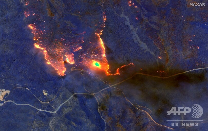 豪森林火災、コアラ保全のカギ握る個体群が半減 野生動物5億匹が焼死か