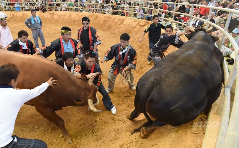 沖縄闘牛 ウシオーラセー 横綱目指し手厚く育てる 写真6枚 国際ニュース Afpbb News