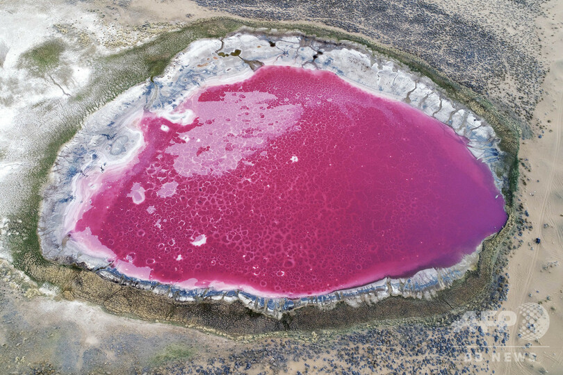 砂漠に輝く宝石のよう、ピンク色の湖 中国・内モンゴル