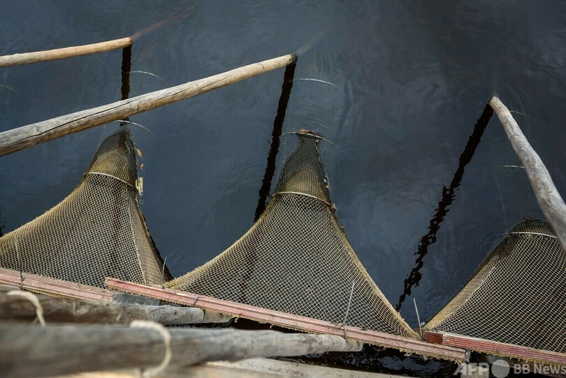 サケの血を吸うヤツメウナギ、ラトビアで珍味として人気