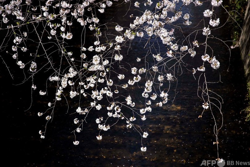 目黒川、桜が満開に
