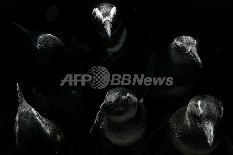 誤って北上したマゼラン・ペンギン、パタゴニアへ向けて海に帰る