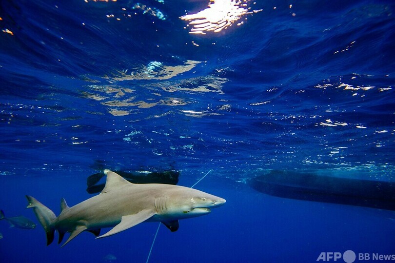 間近でサメを観察！ 米フロリダでダイビングツアー